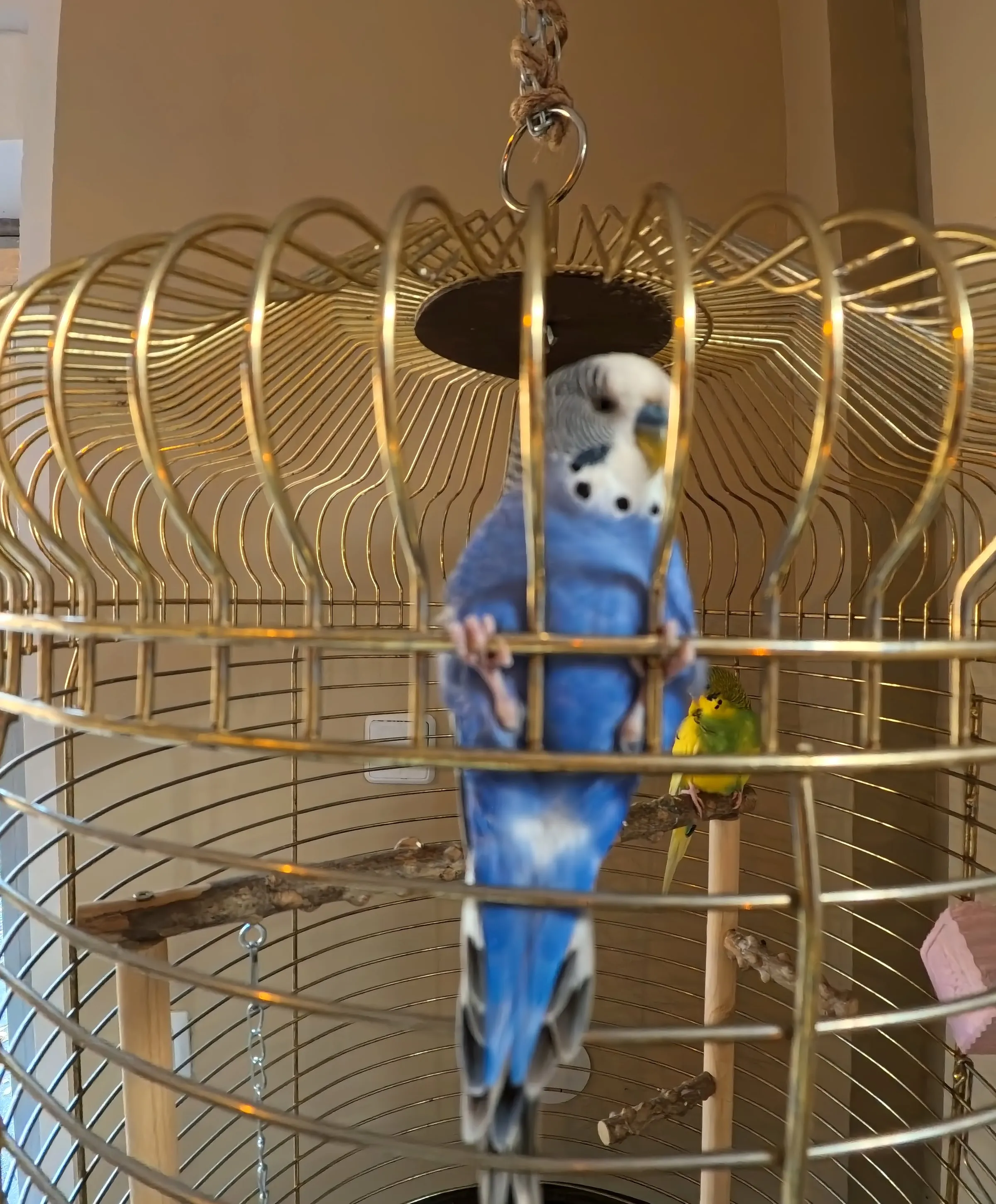 Ein blauer Wellensittich im goldenen Käfig